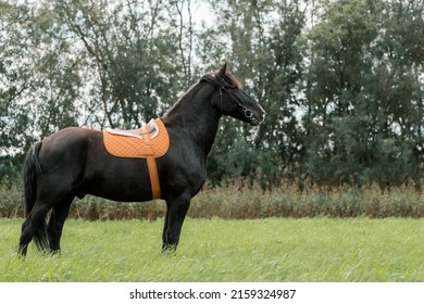 Beautiful Black Horse Standing In Meadow, Side View.