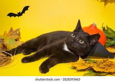 Download At Bats Kitten Yellow Images Stock Photos Vectors Shutterstock PSD Mockup Templates