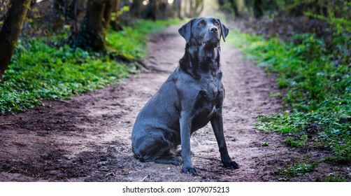 Beautiful Black Labrador Dog On A Walk In The Woods Or Forest On A Dirt Track Or Path In The UK