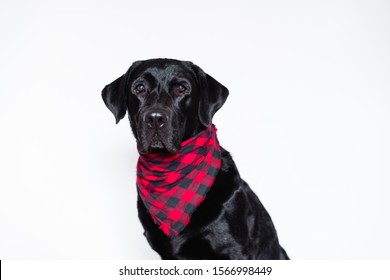 beautiful black labrador at home wearing a red and black plaid bandana