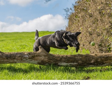 A beautiful black Labrador jumps over a fallen tree whilst chasing a ball. Athletic dog picture.