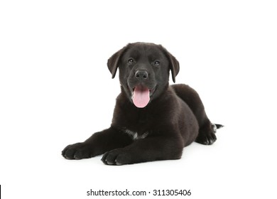 Beautiful Black Labrador Puppy Isolated On A White