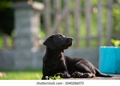 Beautiful black labrador puppy lying on a wooden porch outside in backyard. - Powered by Shutterstock