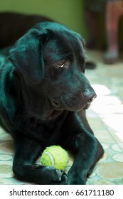 Beautiful Black Labrador Retriver With His Favorite Tennis Ball