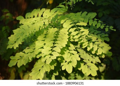 7,437 Black Locust Leaf Images, Stock Photos & Vectors | Shutterstock