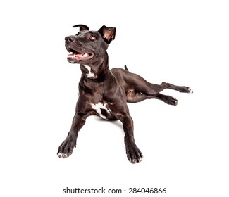 Beautiful Black Mixed Large Breed Dog With A Healthy And Shiny Black Coat Laying Down With A Happy Expression And Mouth Open While Looking To The Side