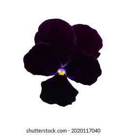 Beautiful black pansy flower isolated on white background. Natural floral background. Floral design element