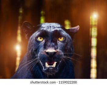 Beautiful black Panther