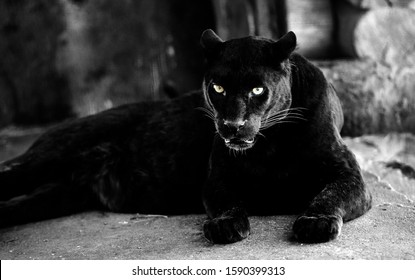 Beautiful Black Panther. Big Cat. Animal World.