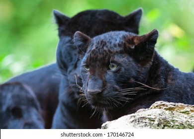 Beautiful Black Panther Cub