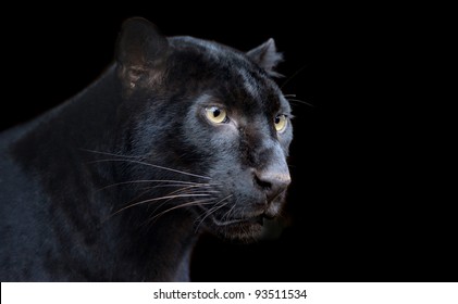 Beautiful black panther on dark bacground