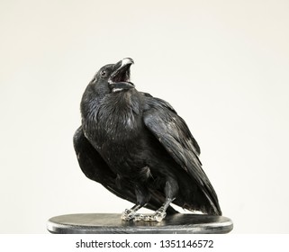 raven for sale uk