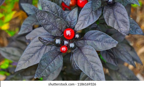 Beautiful Black And Red Pearl Ornamental Pepper Plant