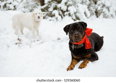 Beautiful black Rottweiler and golden Retriever with a red bow around his neck, sitting in the winter forest under the tree. New Year's or Christmas gift.
