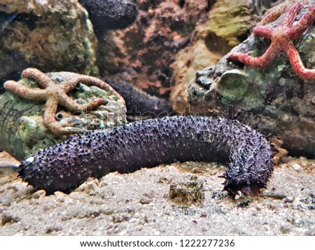 The beautiful Black Sea cucumbers in marine aquarium. They are marine animals, echinoderms from the class Holothuroidea . They are used in fresh or dried form in various cuisines. 