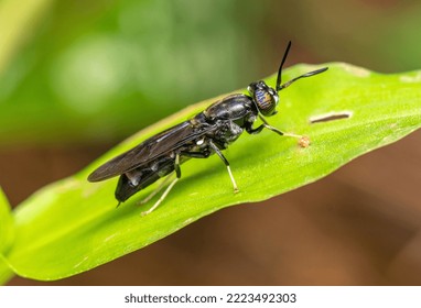  beautiful black soldier fly sitting on a green leaf. Hermetia illucens, the black soldier fly, is a common and widespread fly of the family Stratiomyidae.  - Shutterstock ID 2223492303