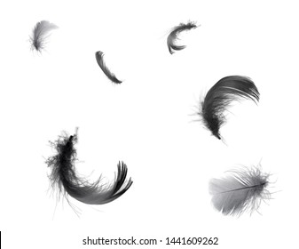 Beautiful black swan feather floating in air isolated on black background