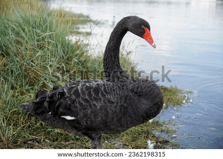 beautiful black swan side portrait. elegant water bird standing at edge of river