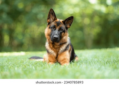 Beautiful black and tan german shepherd outdoor, green blurred background, green spring grass - Powered by Shutterstock