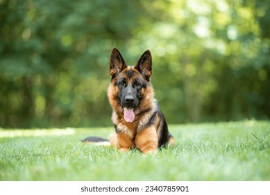 Beautiful black and tan german shepherd outdoor, green blurred background, green spring grass - Powered by Shutterstock