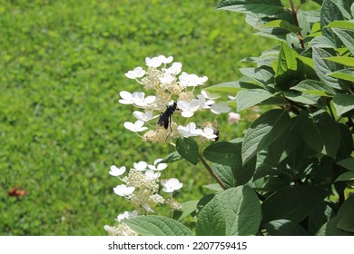 Beautiful Black Wasp Pollinating The Flowers