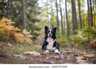 Beautiful black and white border collie female dog in the wood. - Powered by Shutterstock