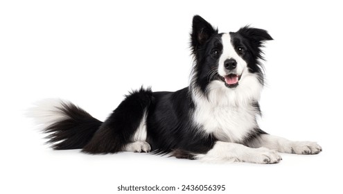 Beautiful black and white Border Collie, laying down side ways, mouth slightly open, looking towards camera, isolated on a white background: zdjęcie stockowe