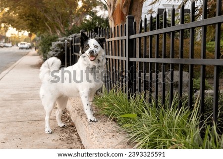 beautiful black and white border collie mi standing on curb near wrought iron fence and green grass - cute dog with curly tail and one ear up and one down smiling