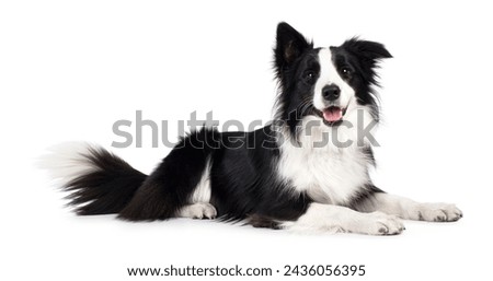 Beautiful black and white Border Collie, laying down side ways, mouth slightly open, looking towards camera, isolated on a white background