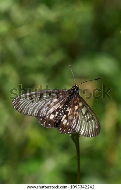 Beautiful Black White Butterfly Lacy Wings Stock Photo Edit Now