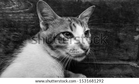 Similar – cat Cat Sweet Black White