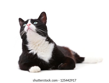 Beautiful black and white cat looking up against white background