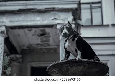 A Beautiful Black And White Dog In A Mystical Forest Near An Old Abandoned House. American Staffordshire Terrier. Scary Abandoned Manor. House With The Ghosts.