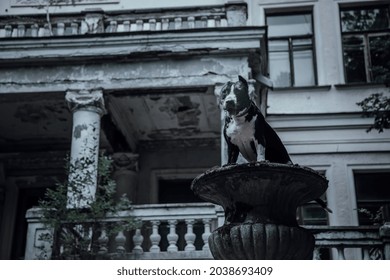 A Beautiful Black And White Dog In A Mystical Forest Near An Old Abandoned House. American Staffordshire Terrier. Scary Abandoned Manor. House With The Ghosts.