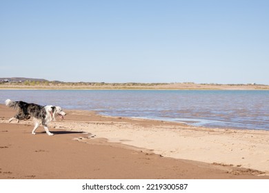 Beautiful Black And White Dog Running Towards The Water By The Edge Of The Beach