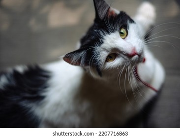 Beautiful black and white domestic cat portrait at home - Shutterstock ID 2207716863