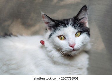 Beautiful black and white domestic cat portrait at home - Shutterstock ID 2207716901