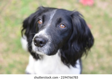 Beautiful Black And White English Spring Spaniel. Nose In Focus, Looking Just Past Camera.