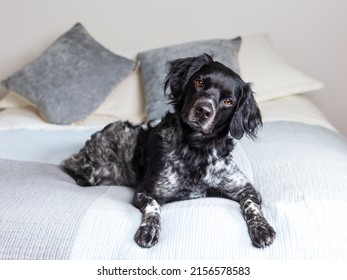 Beautiful Black And White French Brittany Dog Lying Down On Bed With Head Cocked