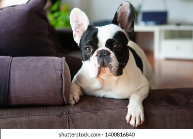 Beautiful Black And White French Bulldog, Closeup Photo