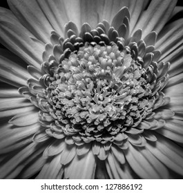 A beautiful black and white gerber daisy in dim lighting, showing off the complexity of the hundreds of its soft petals. - Powered by Shutterstock