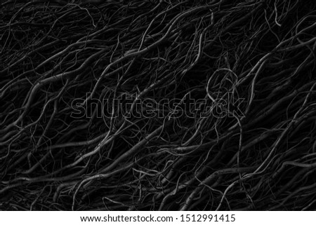Beautiful black, white and grey texture background. Dark abstract nature background texture of dry tree roots. 
