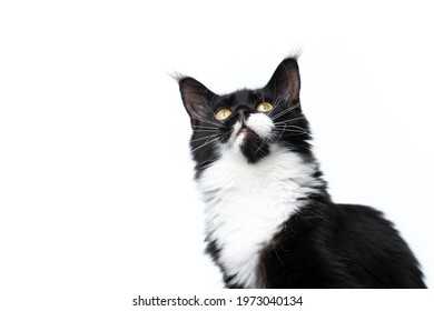 Beautiful Black And White Maine Coon Cat Looking Up Isolated On White Background