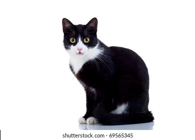 Black And White Cat Hd Stock Images Shutterstock