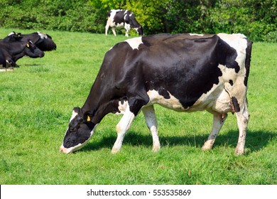 3,054 Holstein friesian cattle Images, Stock Photos & Vectors ...