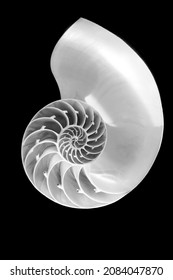 beautiful black and white monochrome background petrified extinct fossil shell animal Ammonite Nautilusmarine mollusc chamber spiral shape, symbol family happiness, wealth eternity isolated on black