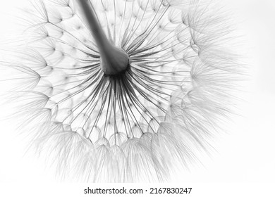 Beautiful  black and white natural background. Summer or spring background. Dandelion close-up. Shallow depth of field. Macro Nature. Summer time. Beautiful wallpaper. Flower Dandelion. Monochrome - Powered by Shutterstock