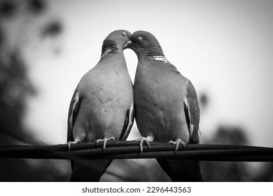 Beautiful black and white picture of two pigeons kissing each other - Powered by Shutterstock