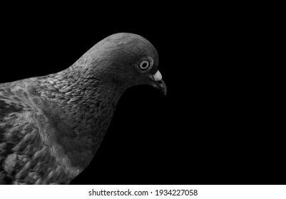 Beautiful Black And White Pigeon Face 