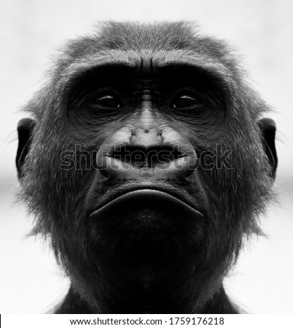 A beautiful black and white portrait of a monkey at close range that looks at the camera. Gorilla.